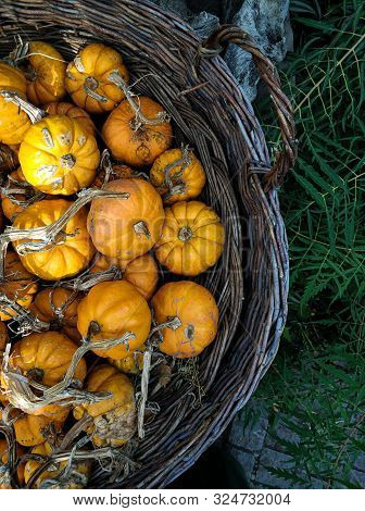 Several Small To Medium Sized Orange Pumpkins Are Display At A Farmers Market Produce Stand At Fall 