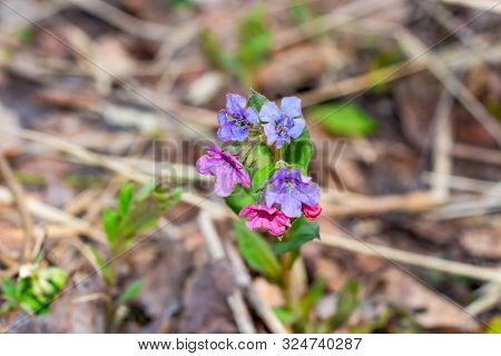 Unspotted Lungwort (pulmonaria Obscura) In The Spring Forest