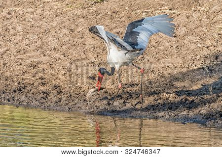 A Saddle-billed Stork, Ephippiorhynchus Senegalensis, With Its Prey, A Catfish, At  A River