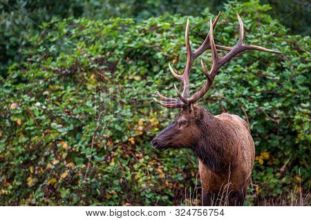 Roosevelt Bull Elk Standing In Front Of Green Vines