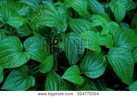 Wild Betal Leafbush Growing In A Garden With Dark Background