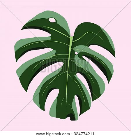 Monstera Deliciosa Tropical Plant Leaf Vector Art Pink Background