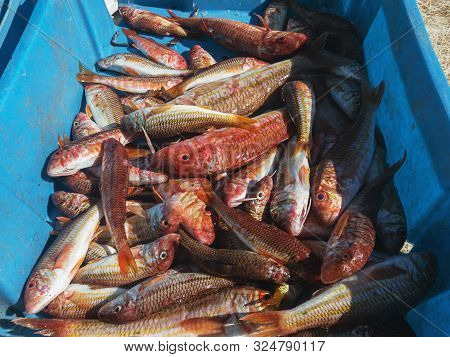 Red Mullets Fish In Blue Plastic Box At The Central Market. Freas Sea Food, Natural Background