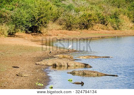Nile Crocodiles (crocodylus Niloticus)  And African Spoonbill (platalea Alba) On The Banks Of The Sa