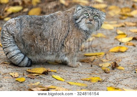 Pallas's Cat (otocolobus Manul). Manul Is Living In The Grasslands And Montane Steppes Of Central As