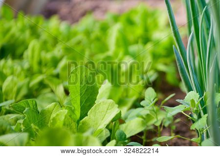 Salad With Onions In The Greenhouse. Eco Food