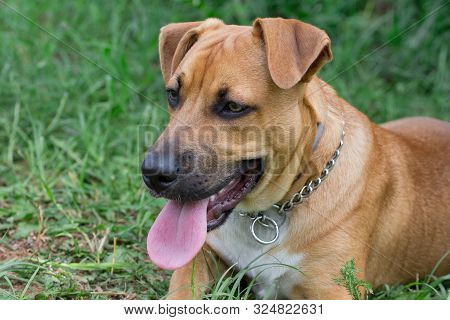 Cute American Pit Bull Terrier Puppy Is Lying On A Green Grass In The Park. Pet Animals.