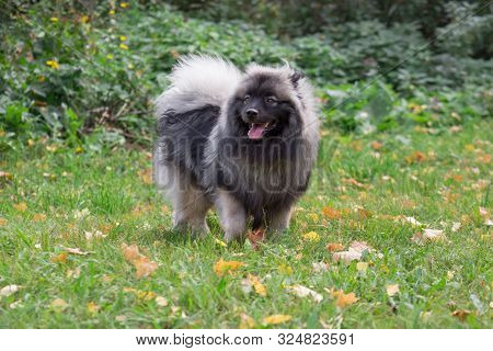 Cute Deutscher Wolfspitz Is Standing On The Green Grass In Autumn Park. Keeshond Or German Spitz. Pe