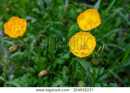 Yellow Poppy Nudicaule Flowers On A Blurry Background.