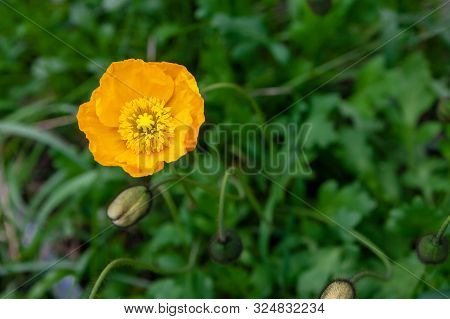 Yellow Poppy Nudicaule Flower On A Blurry Background. Papaver Nudicaule Closeup.