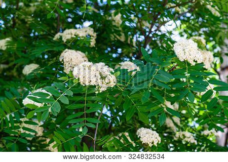 Blooming Sorbus Close-up. White Flowers Of Mountain Ash. Sorbus Aucuparia, Sorbus Americana, Rowan.