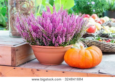 Farm Still Life, Flowering Heather Bush In A Pot And A Large Ripe Orange Pumpkin. Erica Heather Bloo