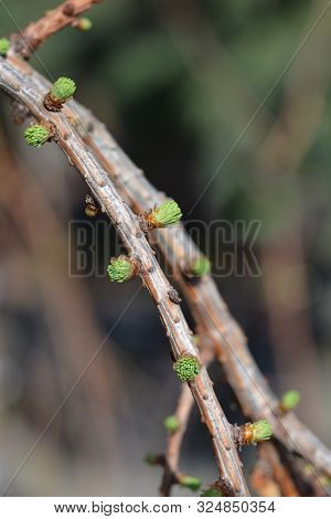 Larch Stiff Weeping - Latin Name - Larix Kaempferi Stiff Weeping