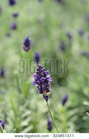 English Lavender Hidcote - Latin Name - Lavandula Angustifolia Hidcote