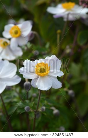 Japanese Anemone Elfin Swan - Latin Name - Anemone Japonica Elfin Swan