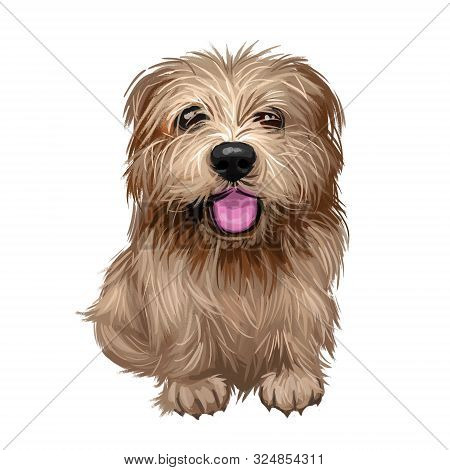 Norfolk Terrier Puppy British Breed Of Dog Digital Art