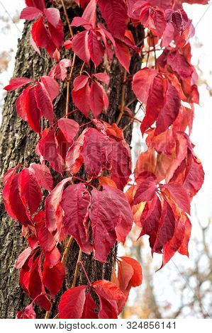 How Beautiful The Leaves Grow Old. Virginia Creeper On Tree Trunk Background. Tree Leaves Change Col