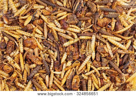 Dried Worms, Grasshoppers And Beetles For Feeding Fish, Rodent, Bird And Lizard