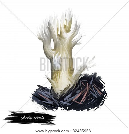 Clavulina Cristata White Crested Coral Fungus, Light-colored Edible Mushroom Of America And Europe. 