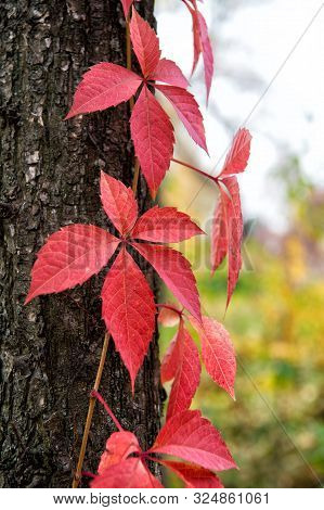 Autumn Coloration. Deciduous Climber In Fall. Virginia Creeper Plant On Tree Trunk Background. Ivy P