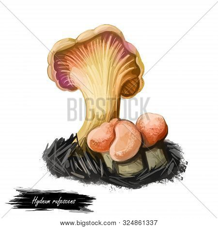 Hydnum Rufescens Terracotta Hedgehog, Is Edible Basidiomycete Of Family Hydnaceae Isolated On White.