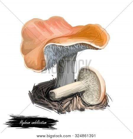 Hydnum Umbilicatum Depressed Hedgehog, Species Of Tooth Fungus In Family Hydnaceae Isolated On White