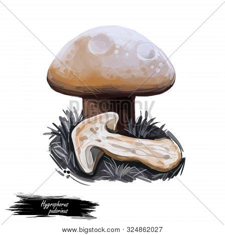 Hygrophorus Pudorinus Blushing Turpentine Waxycap, Species Of Fungus In The Genus Hygrophorus Isolat