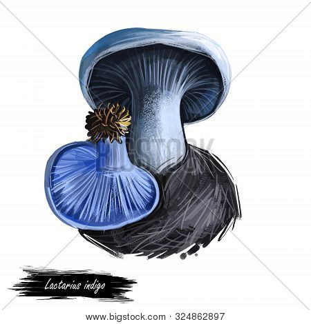 Lactarius Indigo, Blue Lactarius Mushroom Closeup Digital Art Illustration. Fungi Have Marine Color 