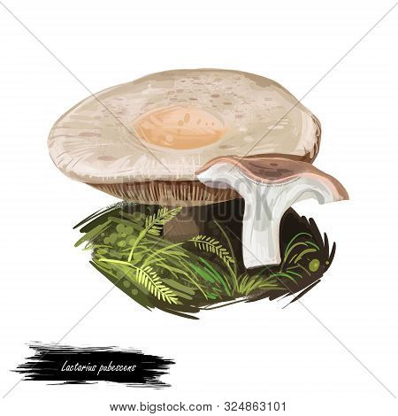 Lactarius Pubescens Or Downy Milkcap Mushroom Closeup Digital Art Illustration. Cream Fungi With Ora