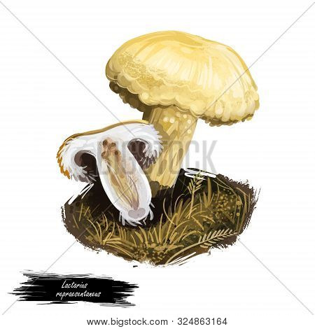 Lactarius Repraesentaneus, Northern Bearded Or Purple-staining Milkcap Mushroom Closeup Digital Art 