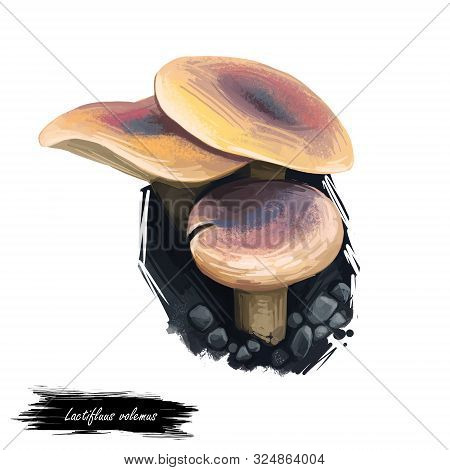 Lactifluus Or Lactarius Volemus, Weeping Milk Cap And Voluminous Latex Milky Mushroom Digital Art Il