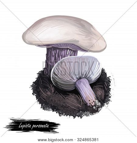 Lepista Personata Digital Art Illustration. Clitocybe Saeva Mushroom Watercolor Print Realistic Draw