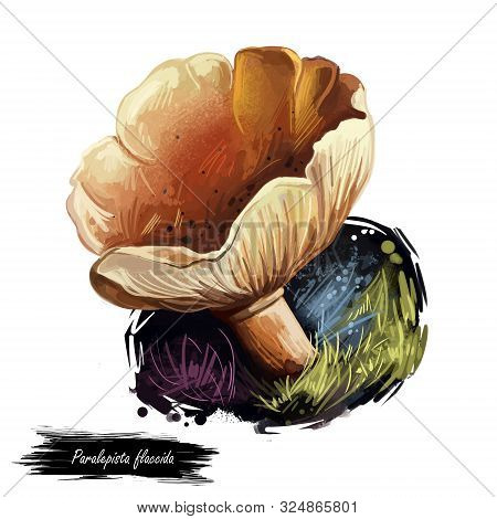Paralepista Flaccida Mushroom Digital Art Illustration. Clitocybe Flaccida Watercolor Print Realisti