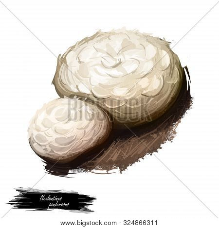 Neolentinus Ponderosus Digital Art Illustration. Giant Sawgill Mushroom Watercolor Print, Lentinus G