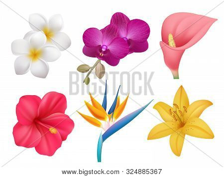 Tropical Plants. Leafs And Exotic Bouquet Botanical Nature Collection Of Realistic Flowers Isolated.