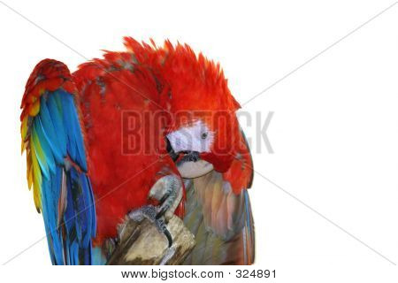 Скарлет ара