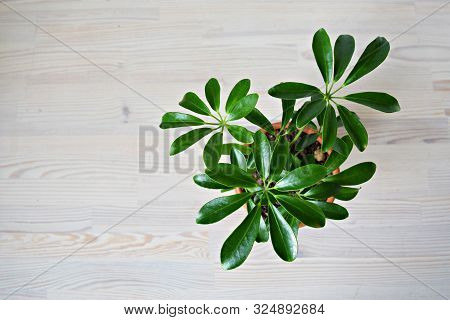 Schefflera Green House Plant On Wooden Desk