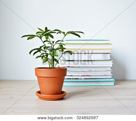 Schefflera Green House Plant In Terracotta Pot And Stack Of Books On Wooden Desk