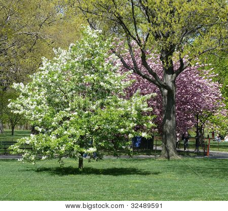 Fiori di ciliegio in Central Park