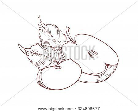 Hand Drawn Realistic Apple Slices With Leaves Isolated On White Background. Monochrome Drawing Healt