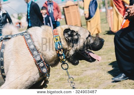 Turkish Breed Shepherd Image & Photo (Free Trial) Bigstock