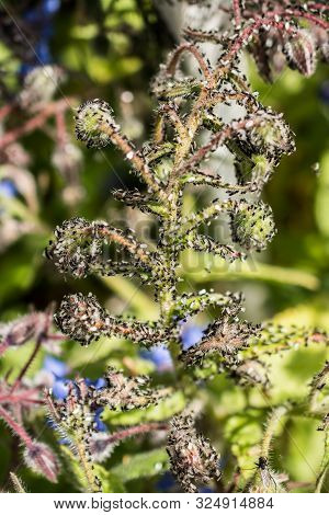 A Swarm Of Flying Ants Gather On A Floral Plant