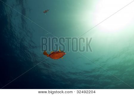 Boxfish, merelle ja aurinko Punaisellemerelle.