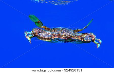 The Mediterranean Blue Crab - (callinectes Sapidus)