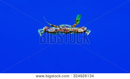 The Mediterranean Blue Crab - (callinectes Sapidus)