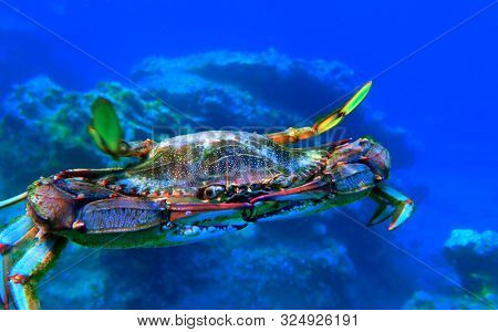 The Mediterranean Blue Crab - (callinectes Sapidus)