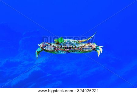 The Mediterranean Blue Crab - (callinectes Sapidus)