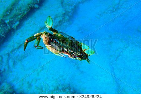 The Mediterranean Blue Crab - (callinectes Sapidus)