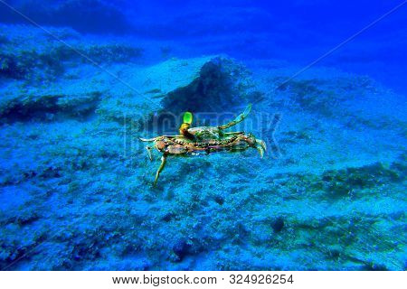The Mediterranean Blue Crab - (callinectes Sapidus)