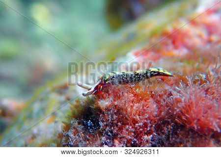Thuridilla Hopei - Sacoglossan Sea Slug, Underwater Shoot In The Mediterranean Sea